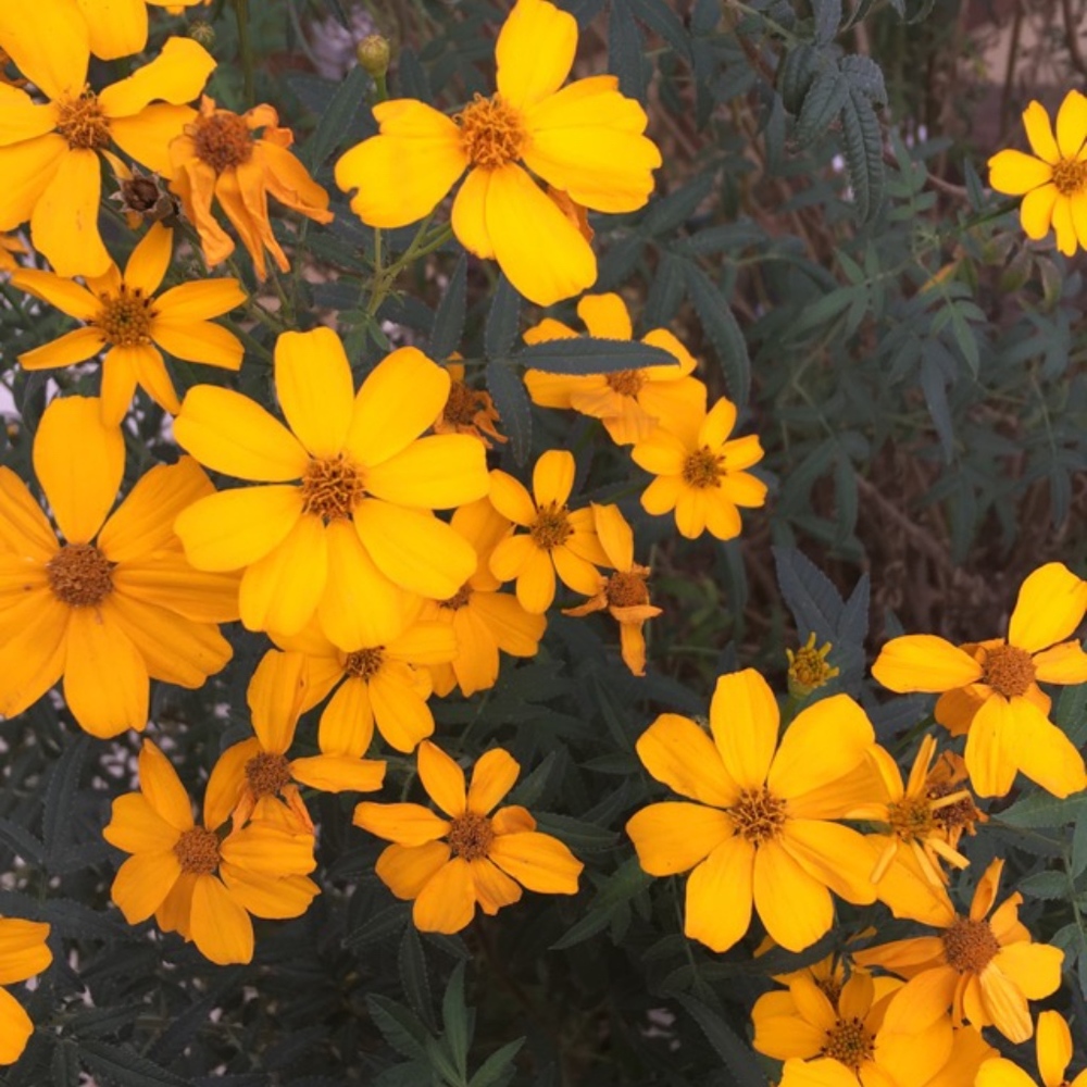 Meet your Posher, Sylvia